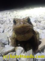 /home//u458753944/public_html/sourcegallery/////////////////////////////////Roxborough Toad Detour/2026/2026-03-11/P3111579.JPG